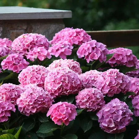 度假居 Stone House 1898 桑加拉达